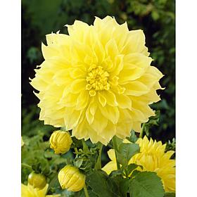 Dahlias Kelvin Floodlight Set of 5 Bulbs