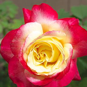 "Double Delight" Rose Root Stock 