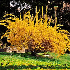 Forsythia Lynwood Gold Set of 1 Root Stock