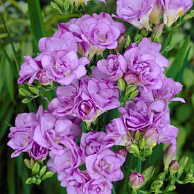Freesias Double Blooming Lavender - 25 Bulbs