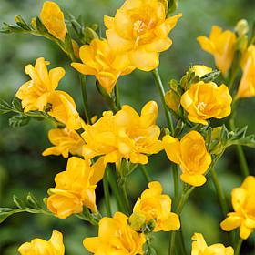 Freesias Double Blooming Yellow - 25 Bulbs