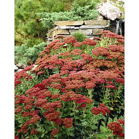 Garden Succulent Sedum Herbstfreude Set of 3 Roots