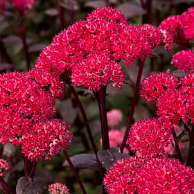 Garden Succulent Sedum Red Cauliflower Set of 3 Roots