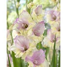 Gladiolus Large Flowering Mon Amour Set of 12 Bulbs
