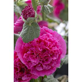 Hollyhocks Double Pink Set of 5 Roots