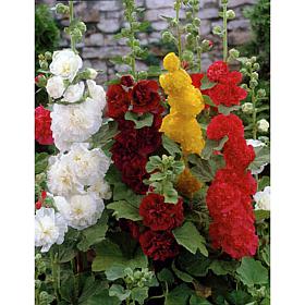 Hollyhocks Mixed Set of 10 Roots