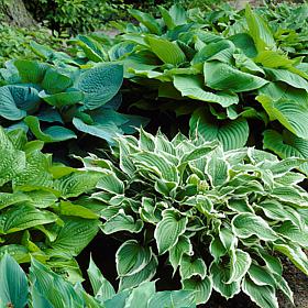Hostas Premium Blend Set of 6 Roots