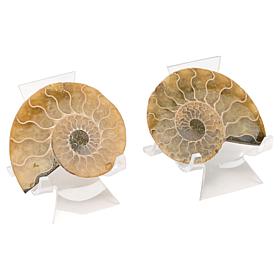 Jay King Large Ammonite Specimens with Stands