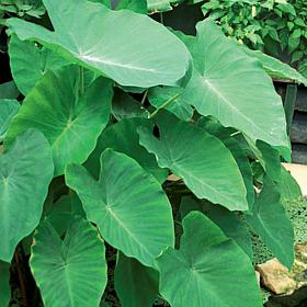 Jumbo Elephant Ears  - Set of 3 Bulbs