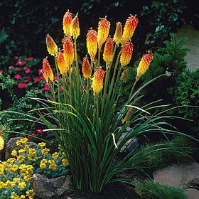 Kniphofia Red Hot Poker Set of 5 Roots