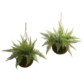 Leather Fern with Mossy Hanging Basket  Set of 2 