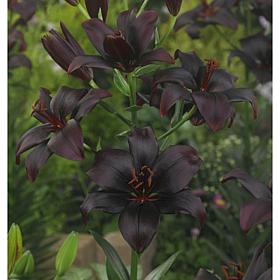 Lilies Asiatic Black Charm Set of 7 Bulbs