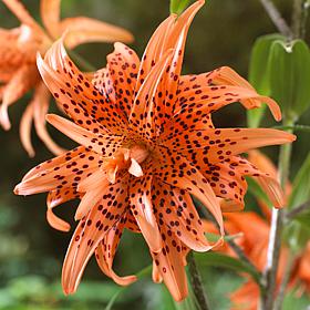 Lilies Double Tiger Set of 7 Bulbs