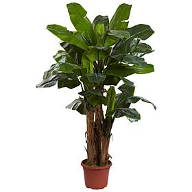 Nearly Natural 7 ft. UV Resistant Giant Triple Stalk Banana Tree