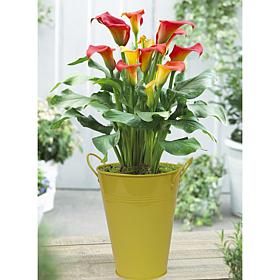 Patio Calla Captain Fuego With Yellow Metal Planter and Growers Pot