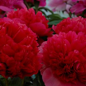 Peonies Command Performance Set of 1 Root