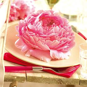Peonies Dinnerplate Pink Set of 5 Roots