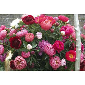 Peonies Mixed Varieties Set of 3 Roots