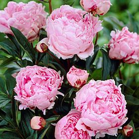 Peonies Sarah Bernhardt Set of 5 Roots