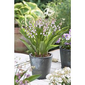 Pink Lily Of The Valley Set of 6 Roots