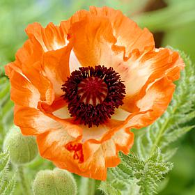 Poppies Orange Set of 5 Roots
