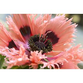 Poppies Pink Ruffles Set of 5 Roots