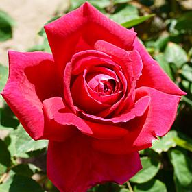 Roses Chrysler Imperial 1 Root Stock