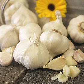 Silver Rose Silverskin Garlic