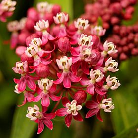 Soulmate Asclepias "Support The Monarchs" - Set of 3 Roots