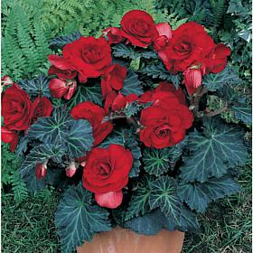 Specialty Begonias Bronze Leaf Red Set of 5 Bulbs