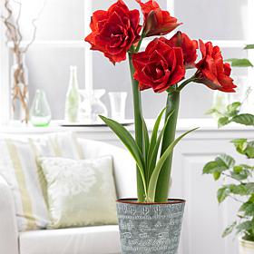 Van Zyverden Amaryllis Kit Cherry Nymph With Southwest Metal Cachepot
