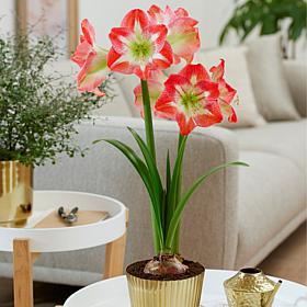 Van Zyverden Amaryllis Minerva Kit with Fluted Iron Bulb Planter