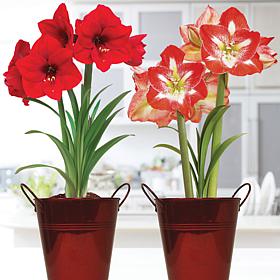 Van Zyverden Amaryllis Red Lion/Minerva Duo Kit w/ Decorative Planters