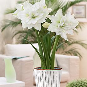 Van Zyverden Amaryllis White Nymph Kit With White Chalk Metal Cachepot