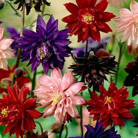 Van Zyverden Aquilegia Columbine Artisian Blend Roots - Set of 8