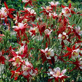 Van Zyverden Aquilegia Columbine Crimson Star Set of 5 Roots