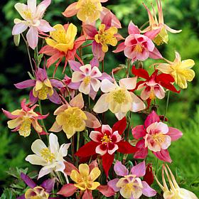 Van Zyverden Aquilegia Columbine Mixed Set of 3 Roots
