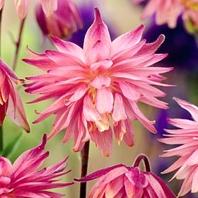 Van Zyverden Aquilegia Columbine Pink Barlow Set of 5 Roots
