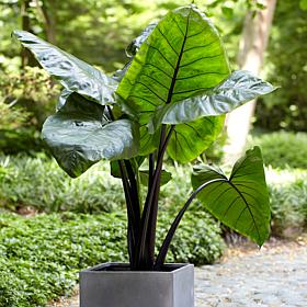 Van Zyverden Black Stem Upright Elephant Ears