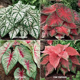 Van Zyverden Caladiums Collection 4 Varieties - 12 Bulbs