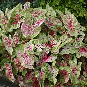 Van Zyverden Caladiums Dwarf Miss Muffet - 3 Bulbs