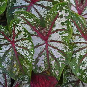Van Zyverden Caladiums Fancy Leaf Carousel - 3 Bulbs