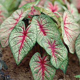 Van Zyverden Caladiums Fancy Leaf White Queen - 3 Bulbs