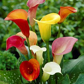 Van Zyverden Callas Mixed Colors - Set of 5 Bulbs