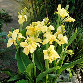Van Zyverden Cannas Yellow King Humbert Bulbs 5-pack