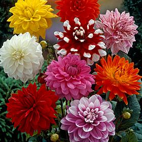 Van Zyverden Dahlias Decorative Mixed - Set of 3 Bulbs