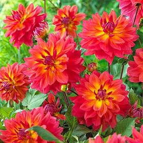 Van Zyverden Dahlias Firepot Bulbs 5-pack