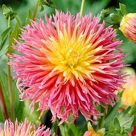 Van Zyverden Dahlias Fringed Star Set of 5 Bulbs