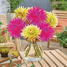 Van Zyverden Dahlias Metro Muses Blend Set of 5 Bulbs