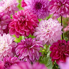 Van Zyverden Dahlias Seductive Arbawinnie Blend Set of 5 Bulbs